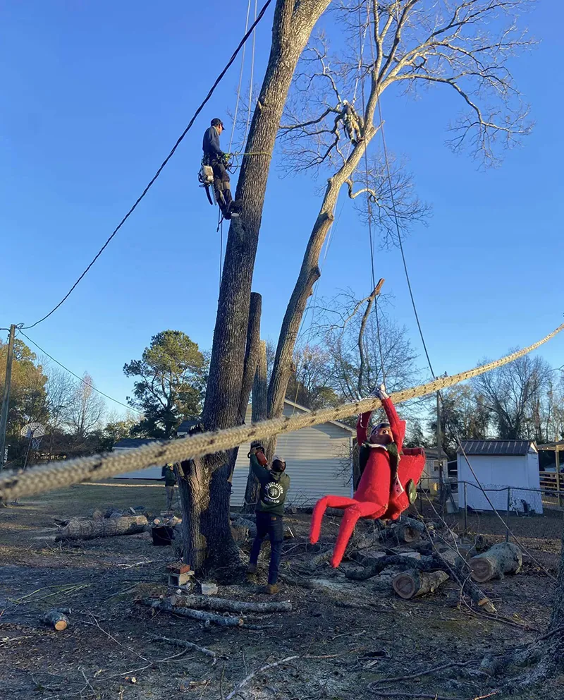 About Paz Tree and Stump trusted tree care expert in SC
