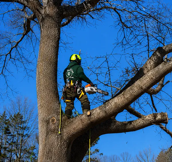 About Paz Tree & Stump trusted tree care experts in SC