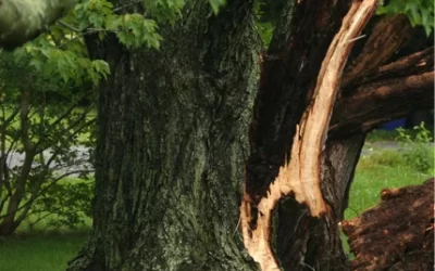 5 Common Signs of a Hazardous Tree and What to Do About It. Hazard Tree Evaluation