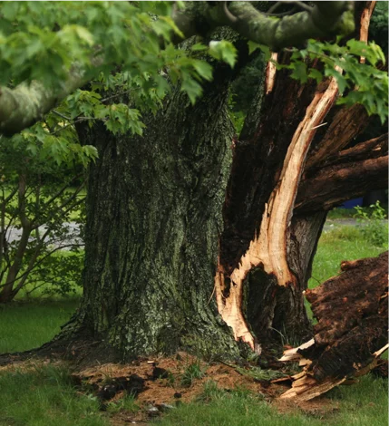 Hazardous Tree