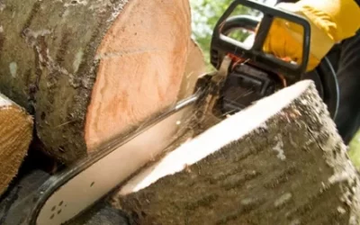 The Importance of Regular Tree Trimming for Your Property
