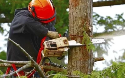 The Dangers of DIY Stump Grinding: Why It’s Best to Hire a Professional