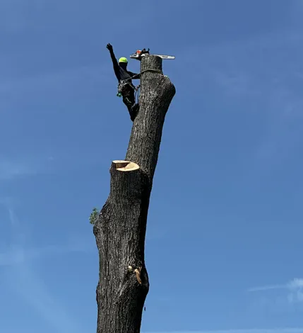 Tree Removal