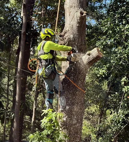 Tree Trimming service