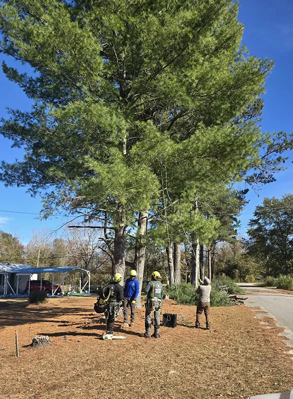 About Paz Tree & Stump trusted tree care experts in SC
