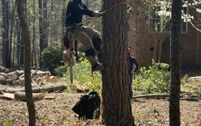 How to Properly Prepare Your Yard for Land Clearing Services